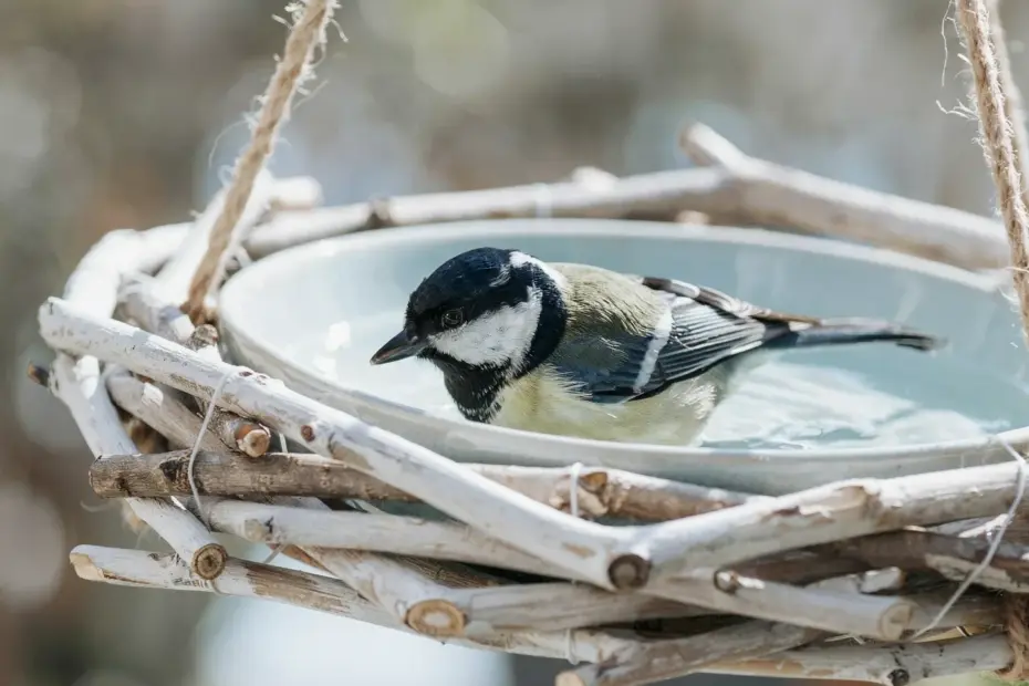 DIY Wooden Bird Bath | Easy Backyard Project for Watching Birds